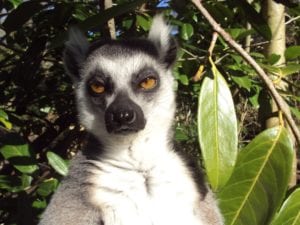 Lemur frowning in the jungle. 