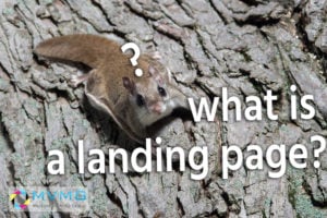 What is a landing page? A landing page is a squirrel trying to get a nutt